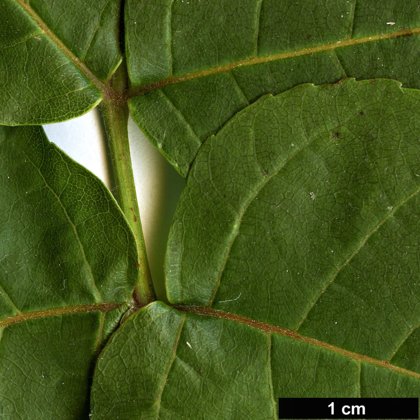 High resolution image: Family: Sapindaceae - Genus: Ungnadia - Taxon: speciosa